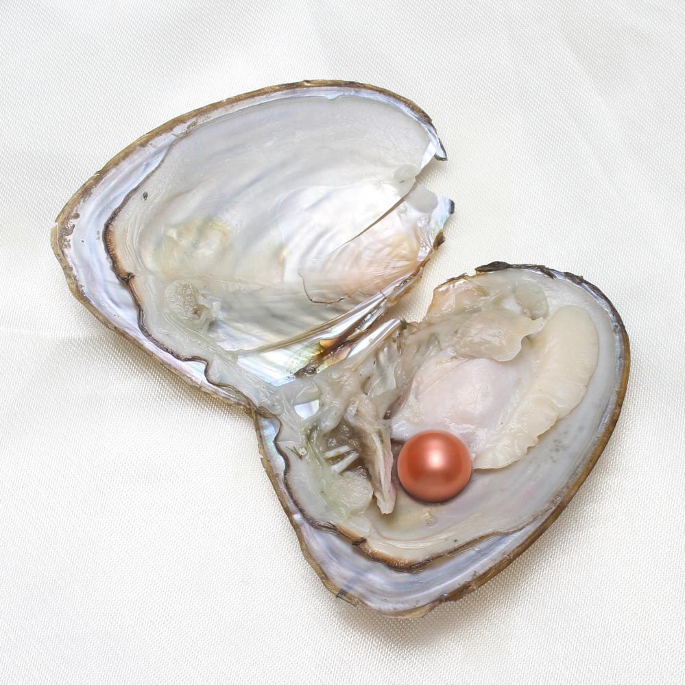 50x Akoya Fresh Oysters with Pearls Freshwater Pearl Individually Wrapped Gifts