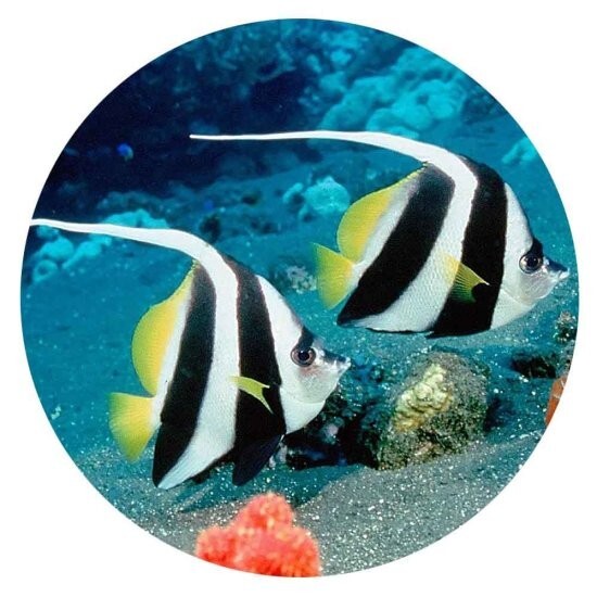 Snaps Jewelry Fish Ceramic Travel 18-20mm Fits Ginger Charms Accessories New