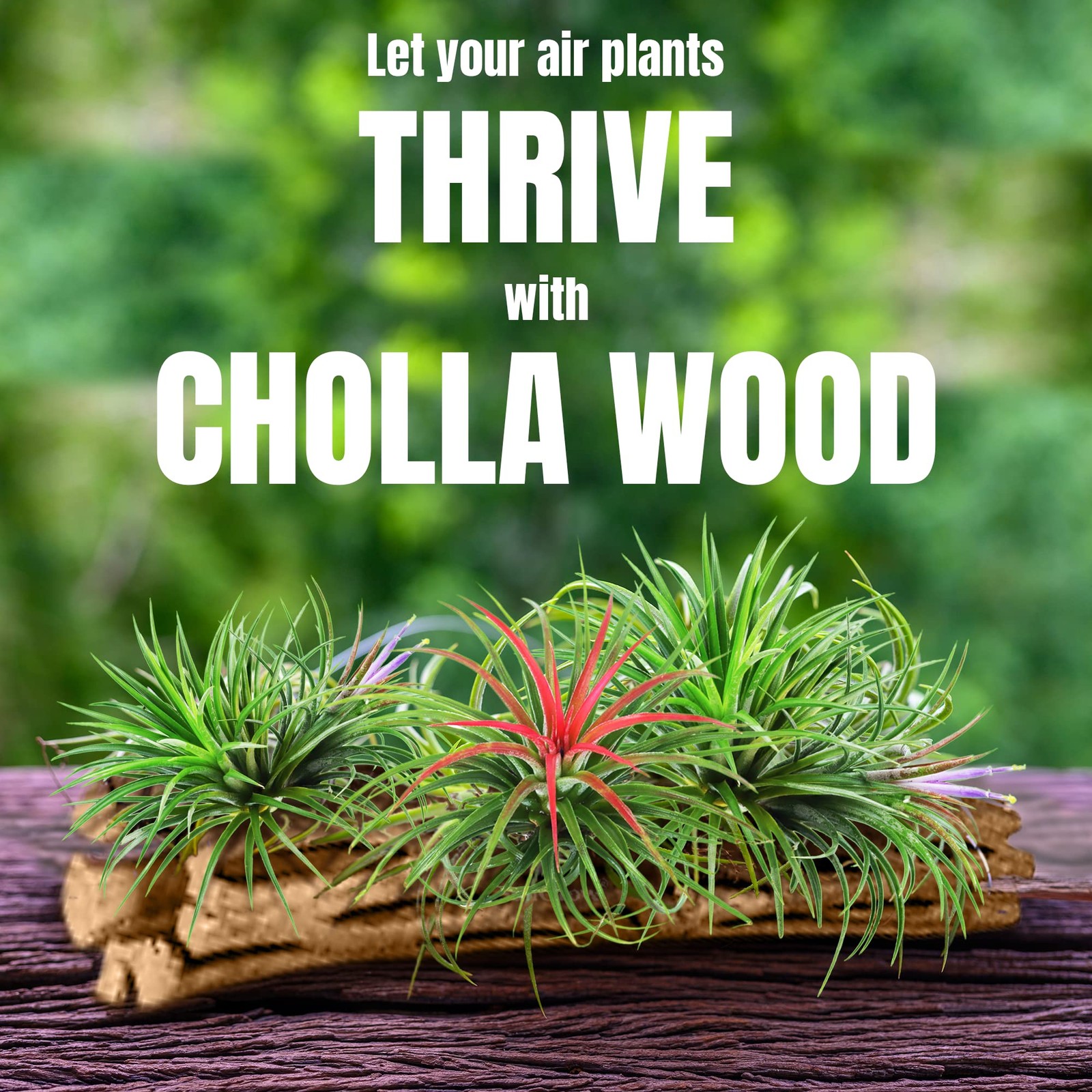 SunGrow Cholla Wood, 6” Climbing Logs, Chew Toy, Aquarium Fish, 6 inches