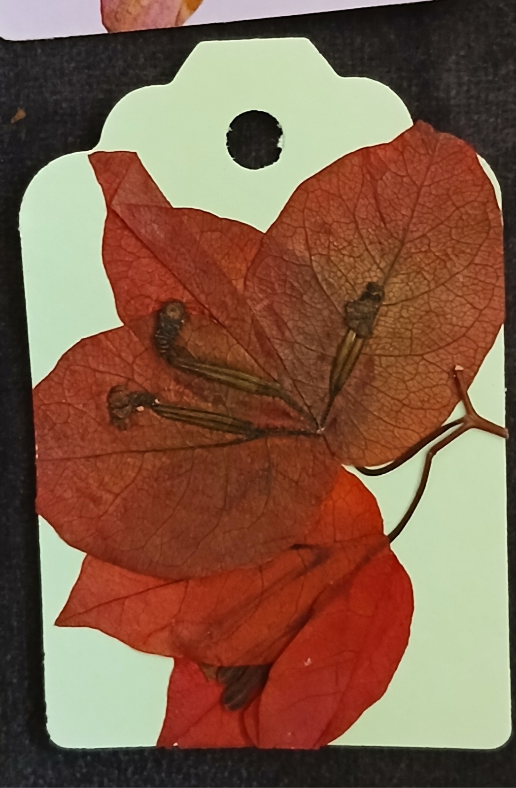 Handmade real pressed Barbadian flower gift labels tags