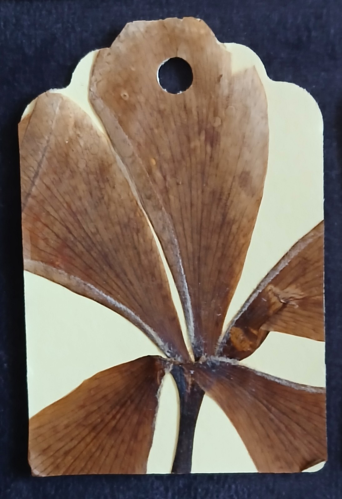 Handmade real pressed Barbadian flower gift labels tags