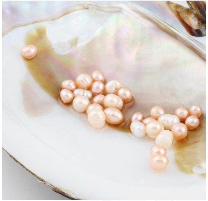 One Natural Freshwater Cultured Pearl Oyster with 5-7mm 25 Pearls Vacuum Pack
