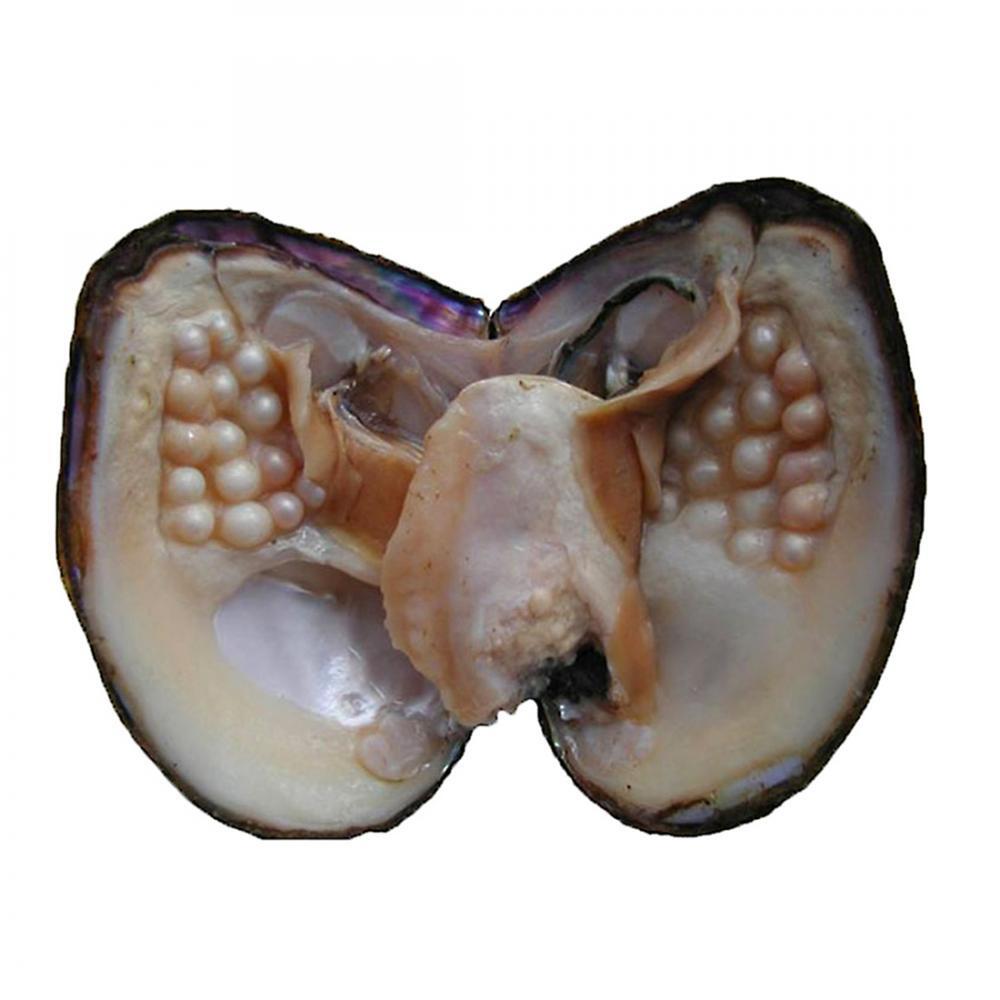 10-50pcs Individually Wrapped Oysters with Pearl Holiday Gift Birthday Wish 8 MM