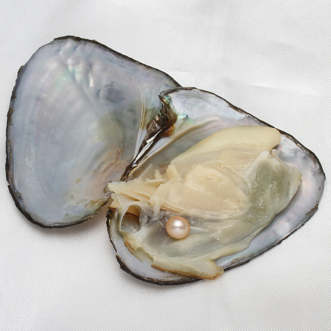 10-50pcs Individually Wrapped Oysters with Pearl Holiday Gift Birthday Wish 8 MM